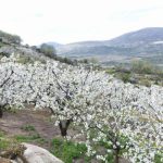 La Floración en El Jerte 2022 se espera con más ilusión que nunca