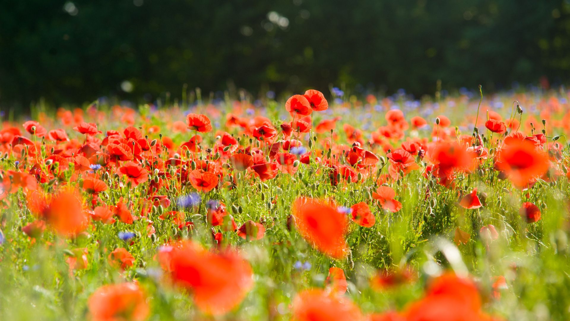 Amapolas 2