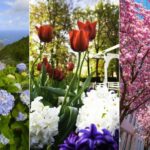Destinos en Flor: las 5 mejores escapadas para vivir la primavera