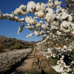 Explorando el Valle del Jerte: más allá de los cerezos en flor