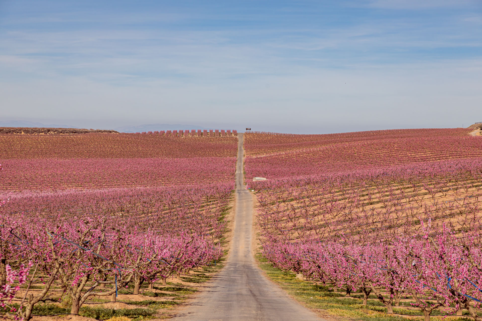 FloracionAitonaparanewsletters
