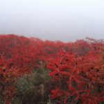 Brihuega apuesta por el atractivo del zumaque para ampliar el turismo de floración en otoño