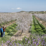 La floración estalla en las tierras de Lleida