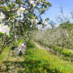 La Comarca de la Sidra celebrará del 1 al 3 de mayo la Semana de la Floración del Manzano 2026