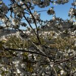 El espectáculo de los cerezos en flor desde El Jardín del Castillo