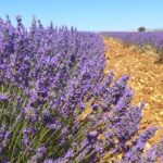 Brihuega, Moratalla y Tiedra dan la bienvenida a la floración de la lavanda con una completa agenda de experiencias turísticas, culturales y sensoriales