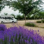 Brihuega habilita 3.000 plazas de parking por la floración de lavanda
