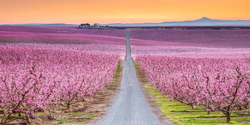 Floración en Aitona